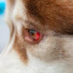 Nguyên nhân chó bị đau mắt và cách điều trị đau mắt trên chó