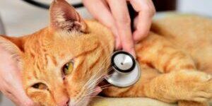 Bệnh suy giảm miễn dịch ở mèo – FIV