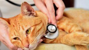 Bệnh suy giảm miễn dịch ở mèo - FIV
