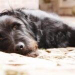 Chuẩn Đoán Bệnh Suy Giáp Ở Chó – Cách Điều Trị