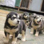 [Rủi ro khôn lường] Chó Husky Giá Rẻ Dưới 2, 3 triệu