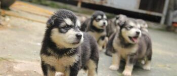 [Rủi ro khôn lường] Chó Husky Giá Rẻ Dưới 2, 3 triệu