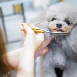[HOT] Top 10 giống Chó Dễ Thương cute nhất thế giới?