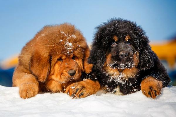 Chó ngao tây tạng top 10 giống chó đắt nhất thế giới