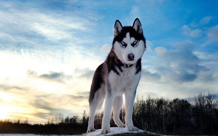 Chó husky - Những giống chó cảnh đẹp nhất | Loài chó đẹp nhất thế giới
