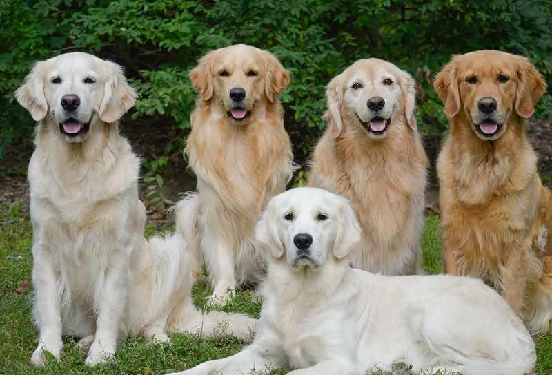 Ảnh 1: Các giống chó Golden thuần chủng đều sở hữu ngoại hình khá tương đồng