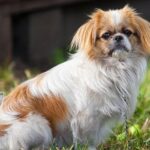 Chó Nhật lùn – Chó Nhật lông xù | Đặc điểm chi tiết và bảng giá