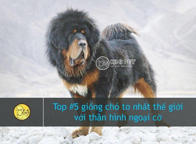 Tibetan Mastiff - TOP các loại chó to nhất thế giới