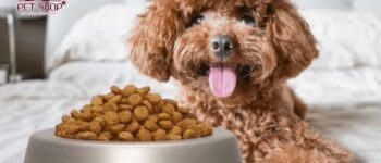 TOP 6 Thức Ăn Hạt Cho Chó Poodle Sử Dụng Tốt Nhất Bạn Nên Dùng