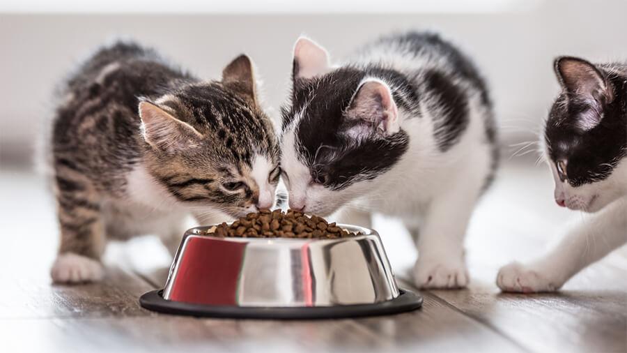Hướng dẫn bảo quản thức ăn cho mèo tốt nhất bạn nên biết