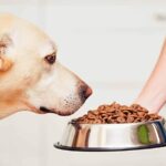 Nếu cún CHỈ ăn hạt khô thì đây là cách để bổ sung dinh dưỡng