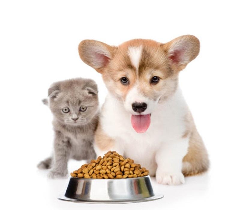 Mèo có nên ăn thức ăn của chó không?