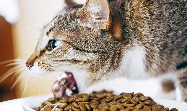 Thức ăn hạt khô là lựa chọn số 1 của những người nuôi mèo