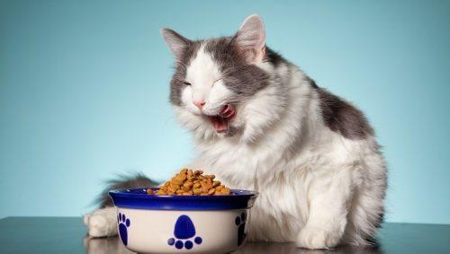 Bạn nên cho mèo ăn bao nhiêu thì đủ ?
