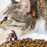 Giải đáp thắc mắc mèo ăn hạt nhiều có tốt không?