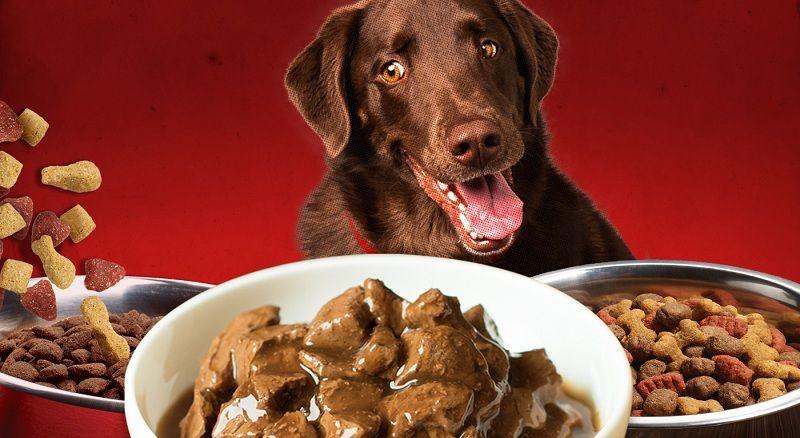 Thức ăn cho chó loại nào tốt?