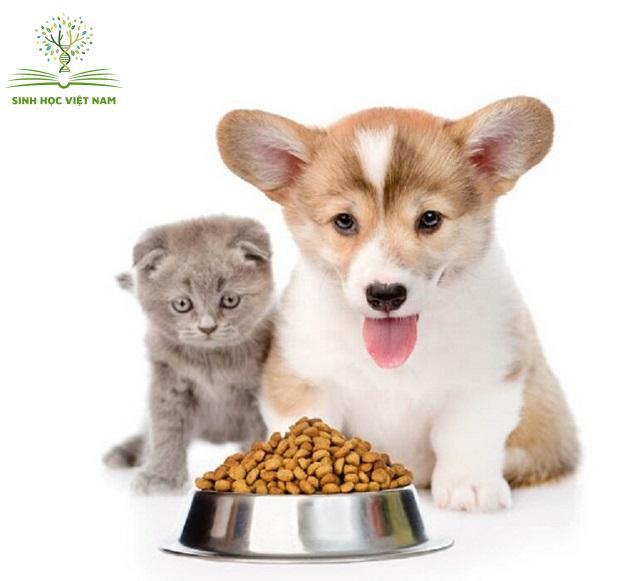 Thức ăn đóng vai trò quan trọng đối với sức khỏe chó mèo