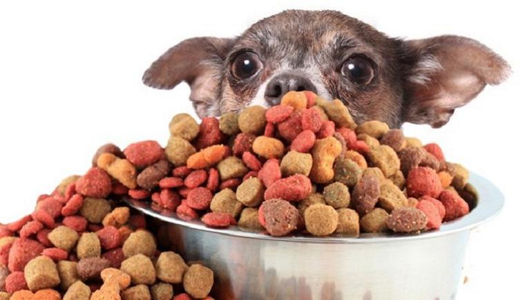 Thức ăn cho chó chế biến sẵn sở hữu rất nhiều ưu điểm vượt trội