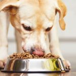 Cho chó Phú Quốc ăn gì để phát triển tốt nhất?