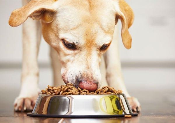 Nên cho chó Phú Quốc ăn gì để khỏe mạnh?