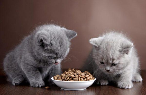 Nên cho mèo Anh ăn gì?