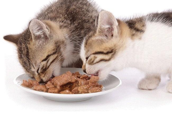 Thức ăn cho mèo mang thai, mới đẻ loại khô