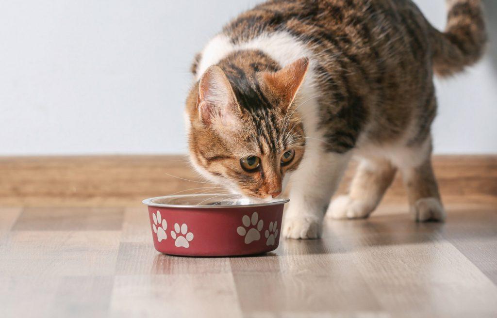 Góc giải đáp: 4 câu hỏi phổ biến về thức ăn cho mèo con
