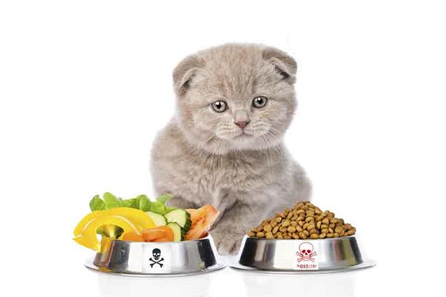 Các loại thức ăn cho mèo