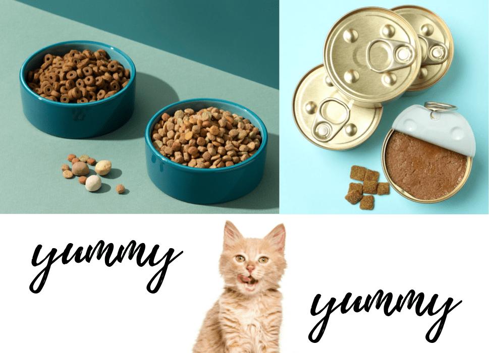 2 dạng thức ăn cơ bản là: thức ăn khô dạng hạt cám viên và thức ăn ướt dạng pate | Top 9 thức ăn cho mèo trưởng thành & mèo con tốt nhất hiện nay