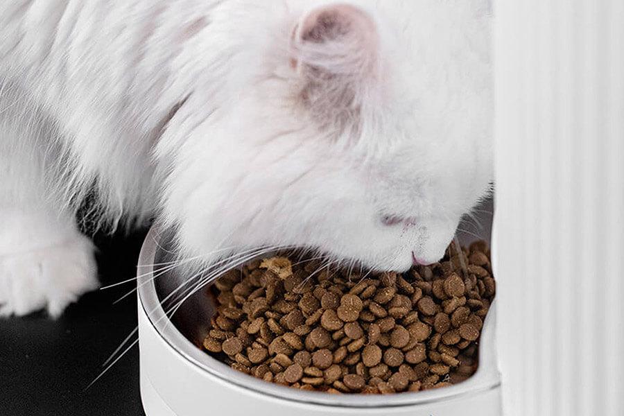 Thức ăn hạt cho mèo là gì