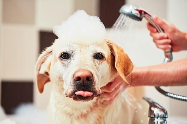Bệnh nấm da ở chó - Nguyên nhân và cách phòng trị hiệu quả