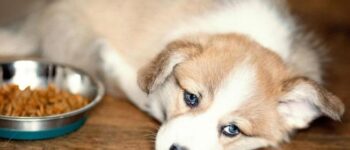 Bệnh nấm da ở chó - Nguyên nhân và cách phòng trị hiệu quả