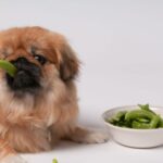 Bổ sung Canxi cho chó với Viên Nhai Virbac Calci Delice Pháp