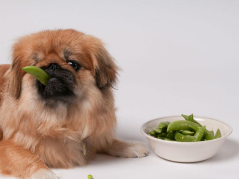 Bổ sung Canxi cho chó với Viên Nhai Virbac Calci Delice Pháp