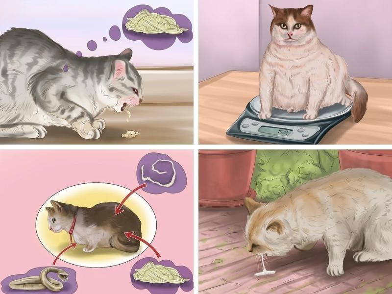 Cách sử dụng thuốc tẩy giun cho mèo hiệu quả