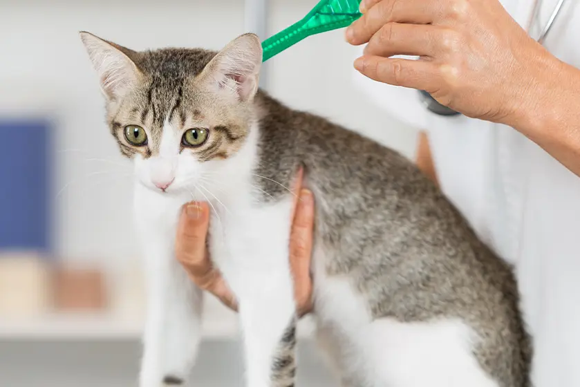 Cách sử dụng thuốc tẩy giun cho mèo hiệu quả