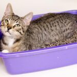 Cát Mèo Litter Khử Mùi, Diệt Khuẩn, Siêu Hút Ẩm - Giải Pháp Tuyệt Vời Cho Việc Vệ Sinh Cho Mèo