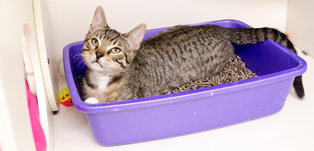 Cát Mèo Litter Khử Mùi, Diệt Khuẩn, Siêu Hút Ẩm - Giải Pháp Tuyệt Vời Cho Việc Vệ Sinh Cho Mèo