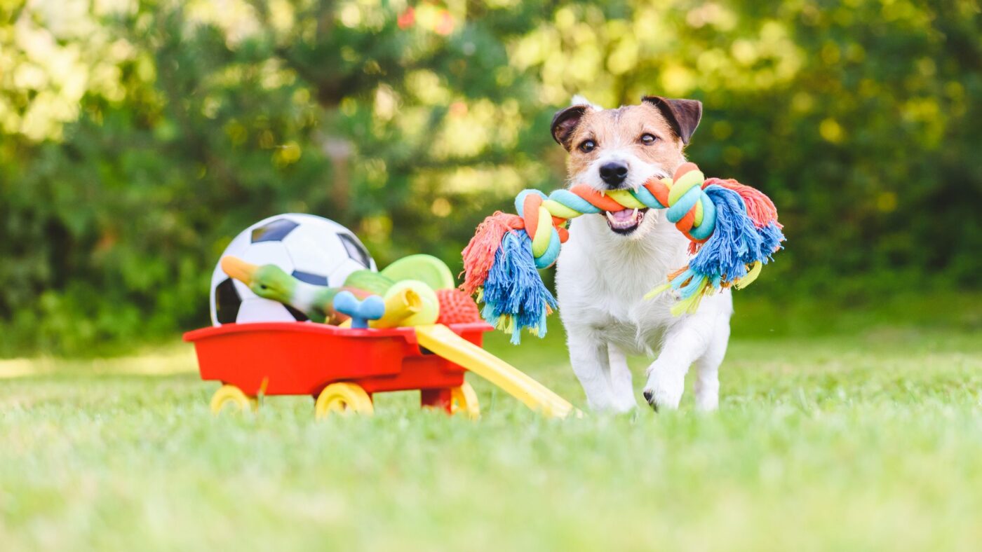 Đồ chơi bóng quả tạ cho cún - Phụ Kiện Spa Chó Mèo Hà Nội Sự lựa chọn hoàn hảo cho thú cưng của bạn