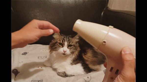 Liệu mèo có thể tắm và bí quyết tắm cho mèo