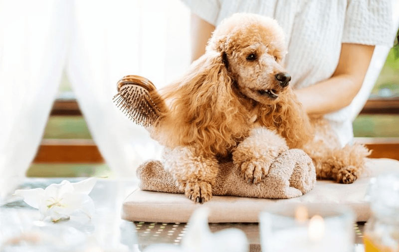 Lược chải lông chó lớn răng đinh - Phụ Kiện  Spa Chó Mèo Hà Nội Sản phẩm tuyệt vời cho việc chăm sóc lông của thú cưng của bạn