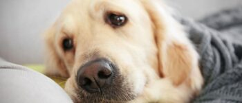 Salo là gì? Những thông tin quan trọng khi nuôi chó CHƯA TRIỆT SẢN