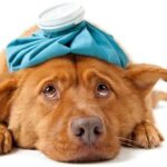 Tìm hiểu nguyên nhân và các bệnh khiến chó bị sưng mắt - Phụ Kiện & Spa Chó Mèo Hà Nội