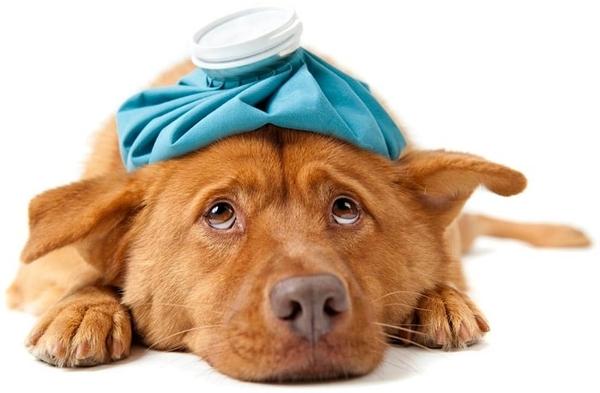 Tìm hiểu nguyên nhân và các bệnh khiến chó bị sưng mắt - Phụ Kiện Spa Chó Mèo Hà Nội