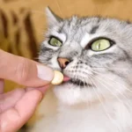 Tìm hiểu về tảy giun cho mèo Cách phòng và trị bệnh hiệu quả