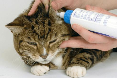 Top 10 cách trị rận mèo hiệu quả mà bạn cần nắm - Chăm Sóc Thú Cưng