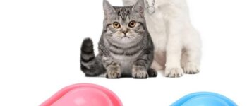 Bát Ăn Đơn Chống Kiến Cho Chó Mèo VCBA02 - Sự lựa chọn tốt nhất cho thú cưng của bạn