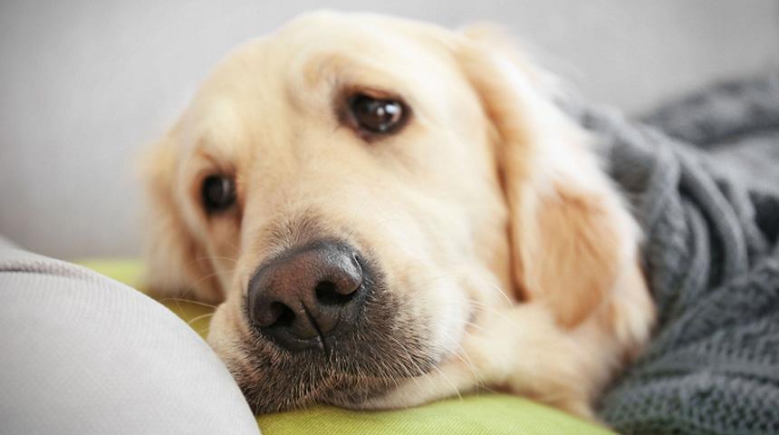Chó Bị Hôi Miệng – Các nguyên nhân và cách chữa trị tại nhà