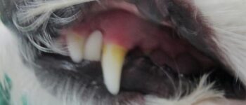 Chó Bị Hôi Miệng – Các nguyên nhân và cách chữa trị tại nhà