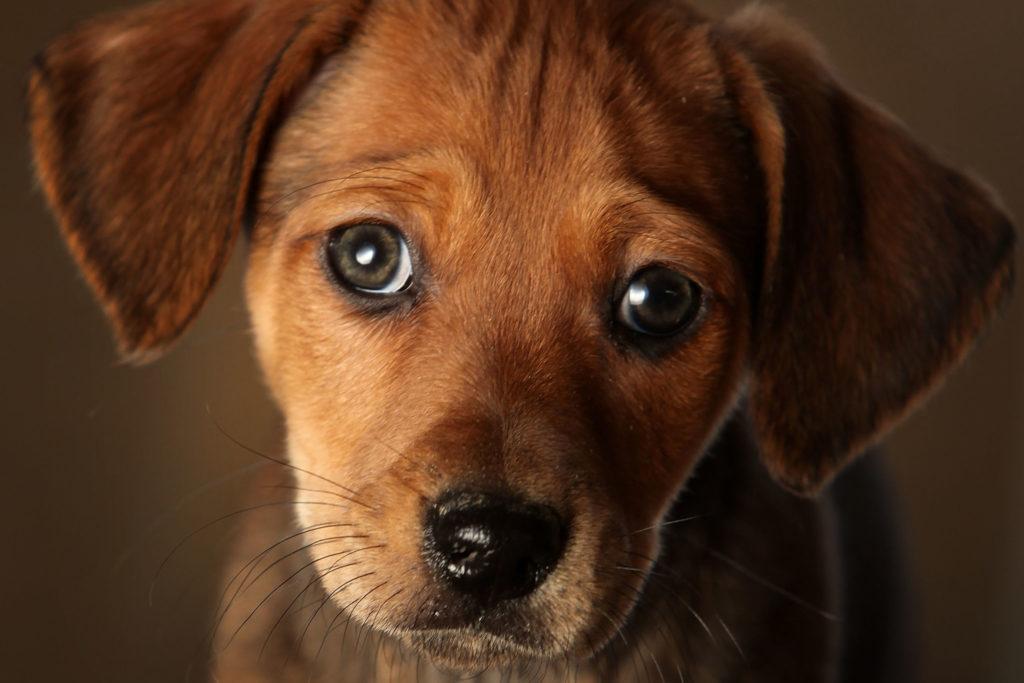 Chó bị nôn – điều trị tại nhà như thế nào?